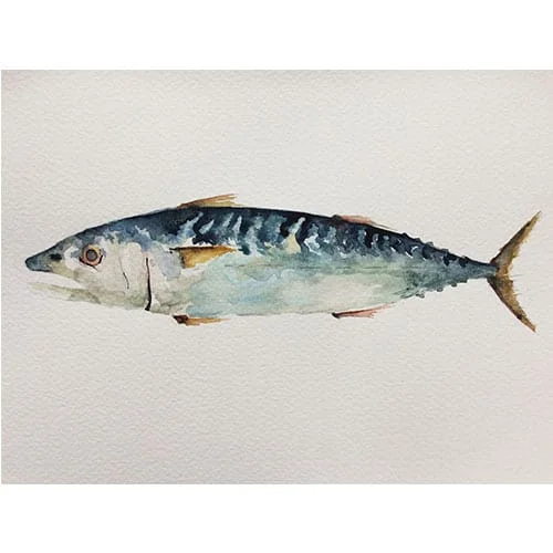 Little Clyde Mackerel Print